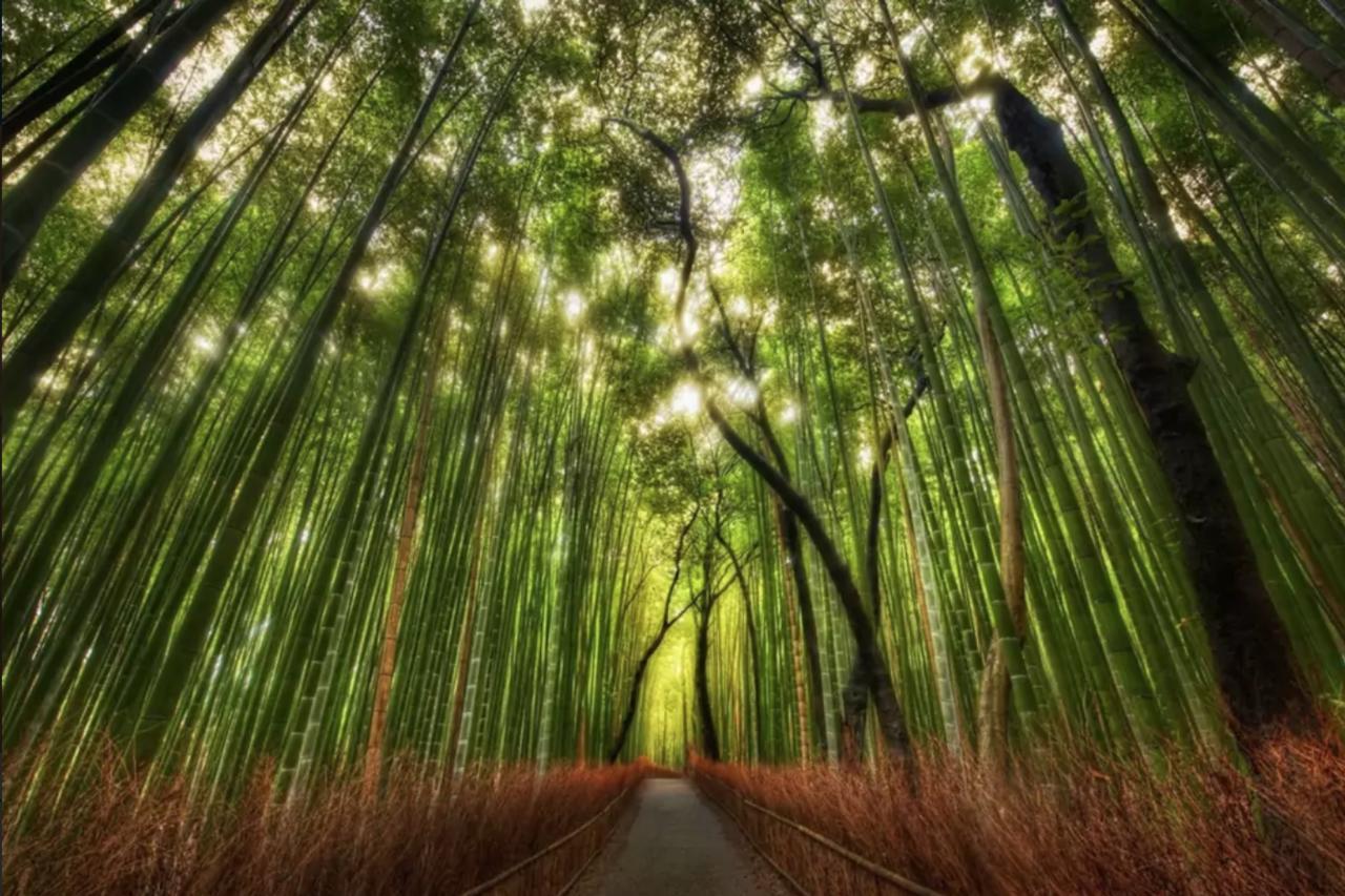 Hikigi Imperial Gardens *